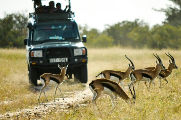 masai-mara-game-drive-wildlife-kenya-tour