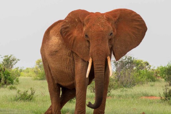 red-elephant-tsavo-east-kenya-tour
