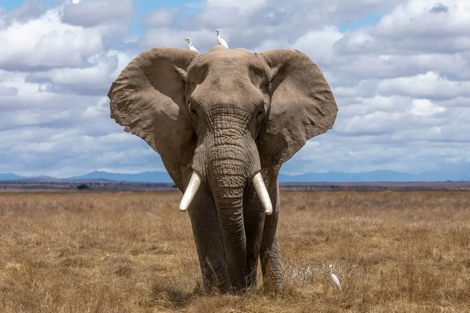 Elephants on the savannah