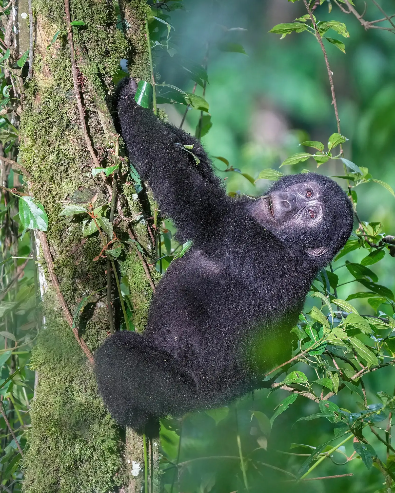 3 Days Gorilla Trekking Safari In Uganda