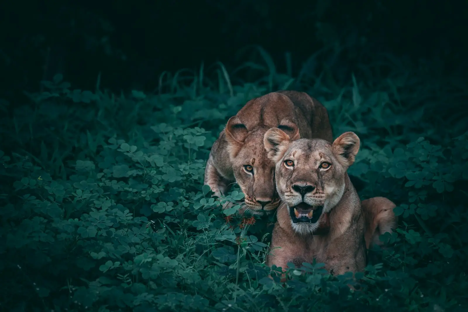 Lions resting in long grass