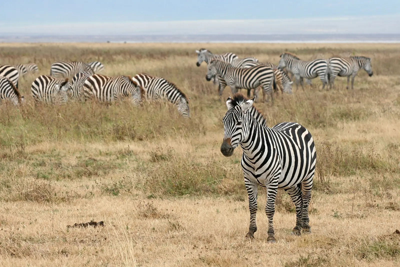5 Days 4 Nights Serengeti Ngorongoro Safari