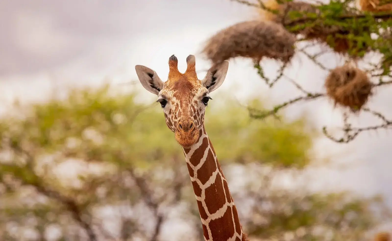 4 Days Ol Pejeta Samburu Safari