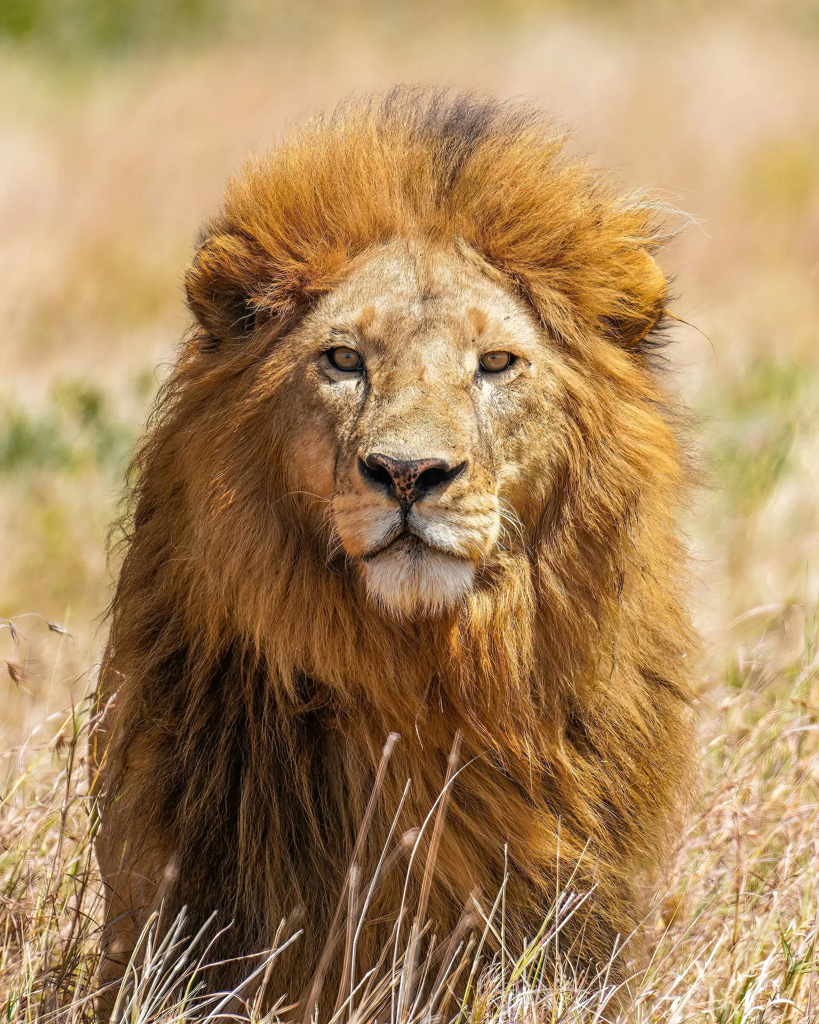 The Serengeti plains