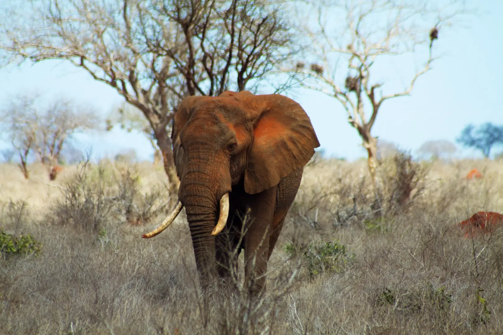 3 Days Tsavo East Ngutuni Safari