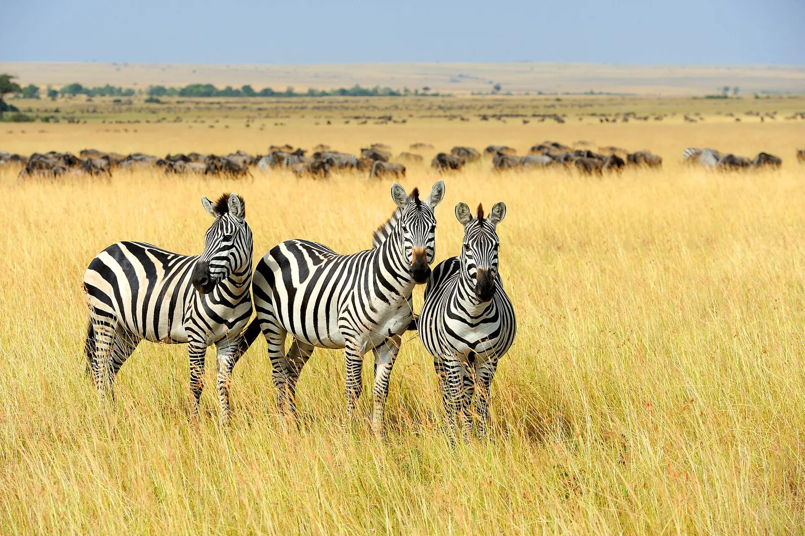 4 Days Lake Naivasha Masai Mara Safari