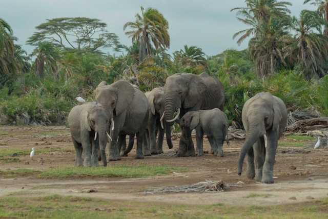 amboseli-elephants-wildlife-tour-murad-swaleh