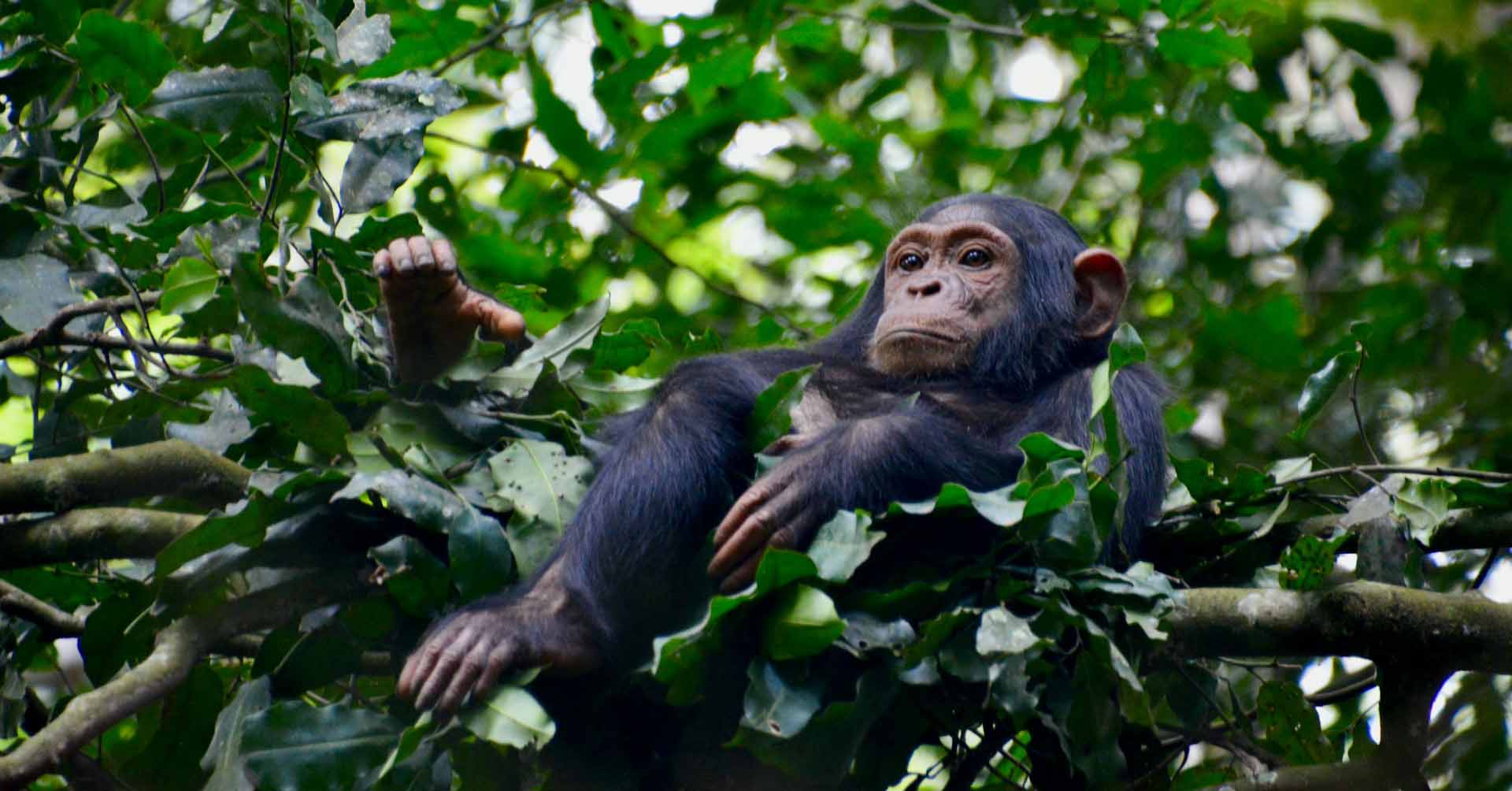 chimpanzee-sanctuary-ol-pejeta