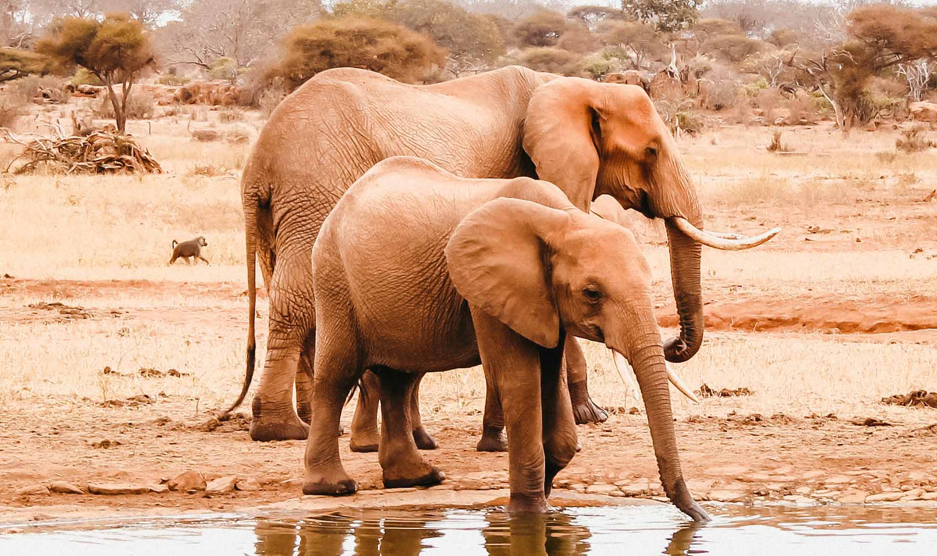 elephants-tsavo-water-hole-african-safari-classic