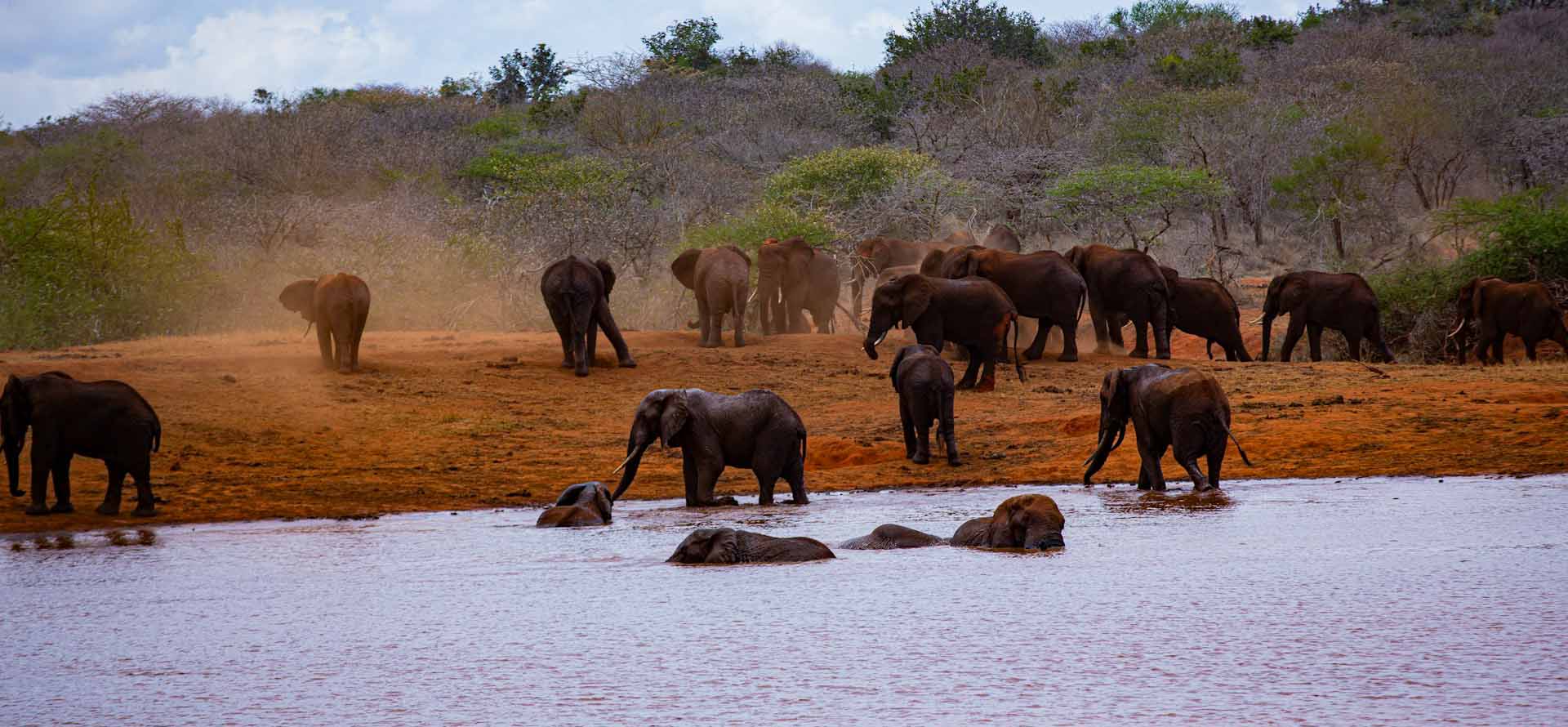 elephants-water-hole-tsavo-safari