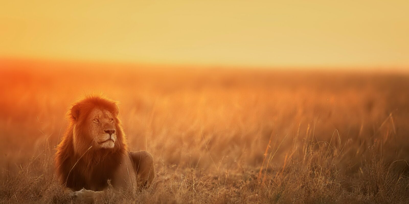 keyur-nandaniya-8oLnCRz7hwM-unsplash