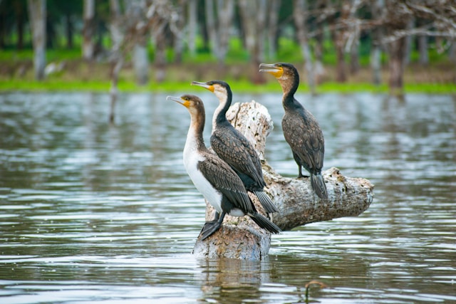 lake-naivasha-bird-watching-boat-ride