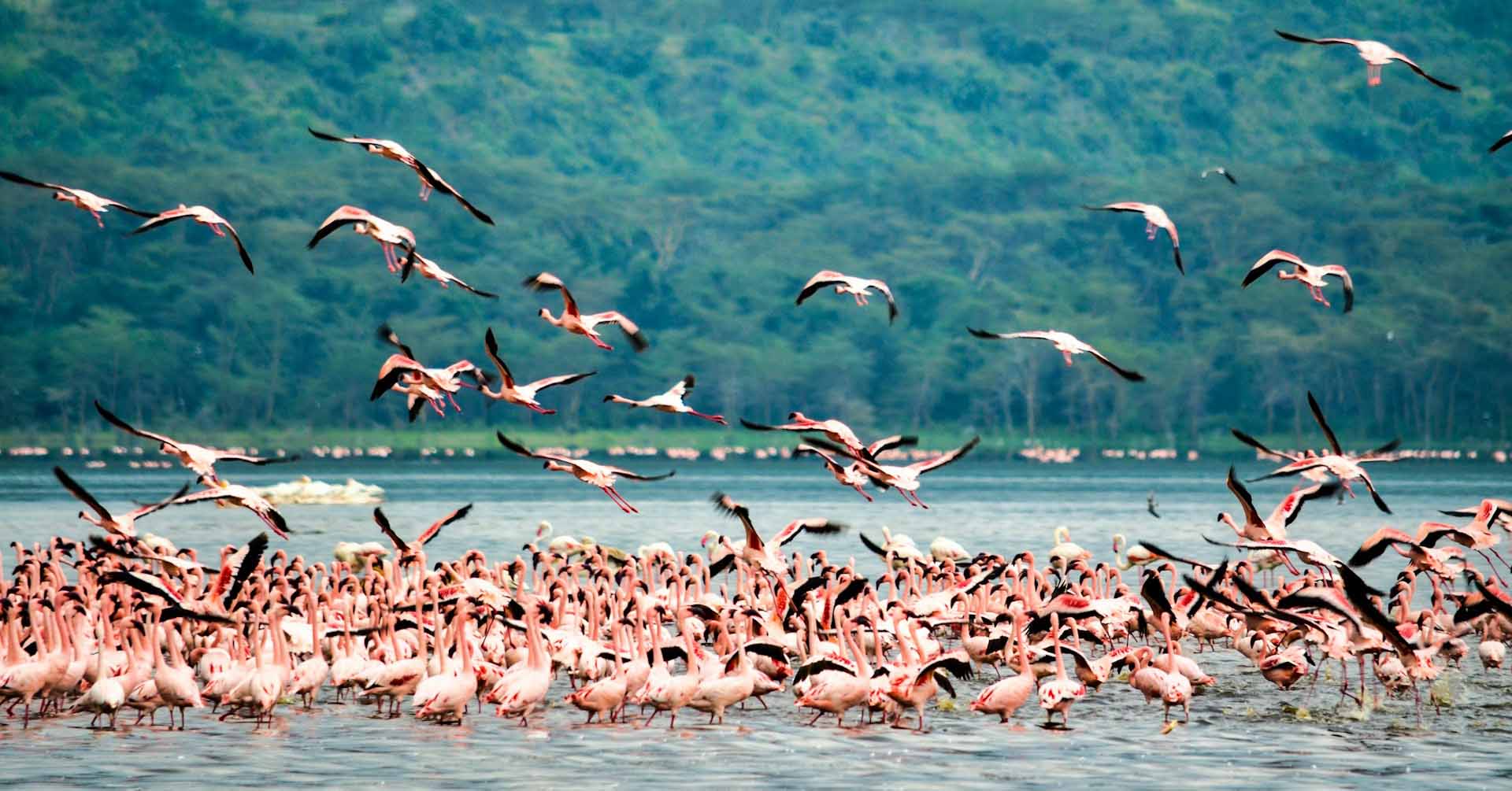 lake-nakuru-flamingo-kenya-birding-safari
