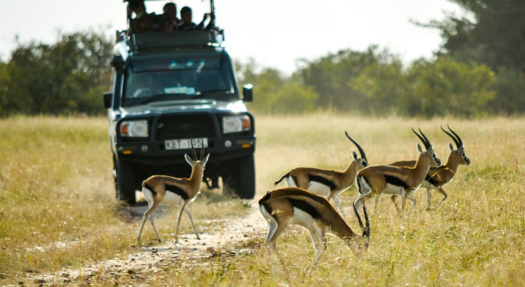 masai-mara-game-drive-wildlife-kenya-tour