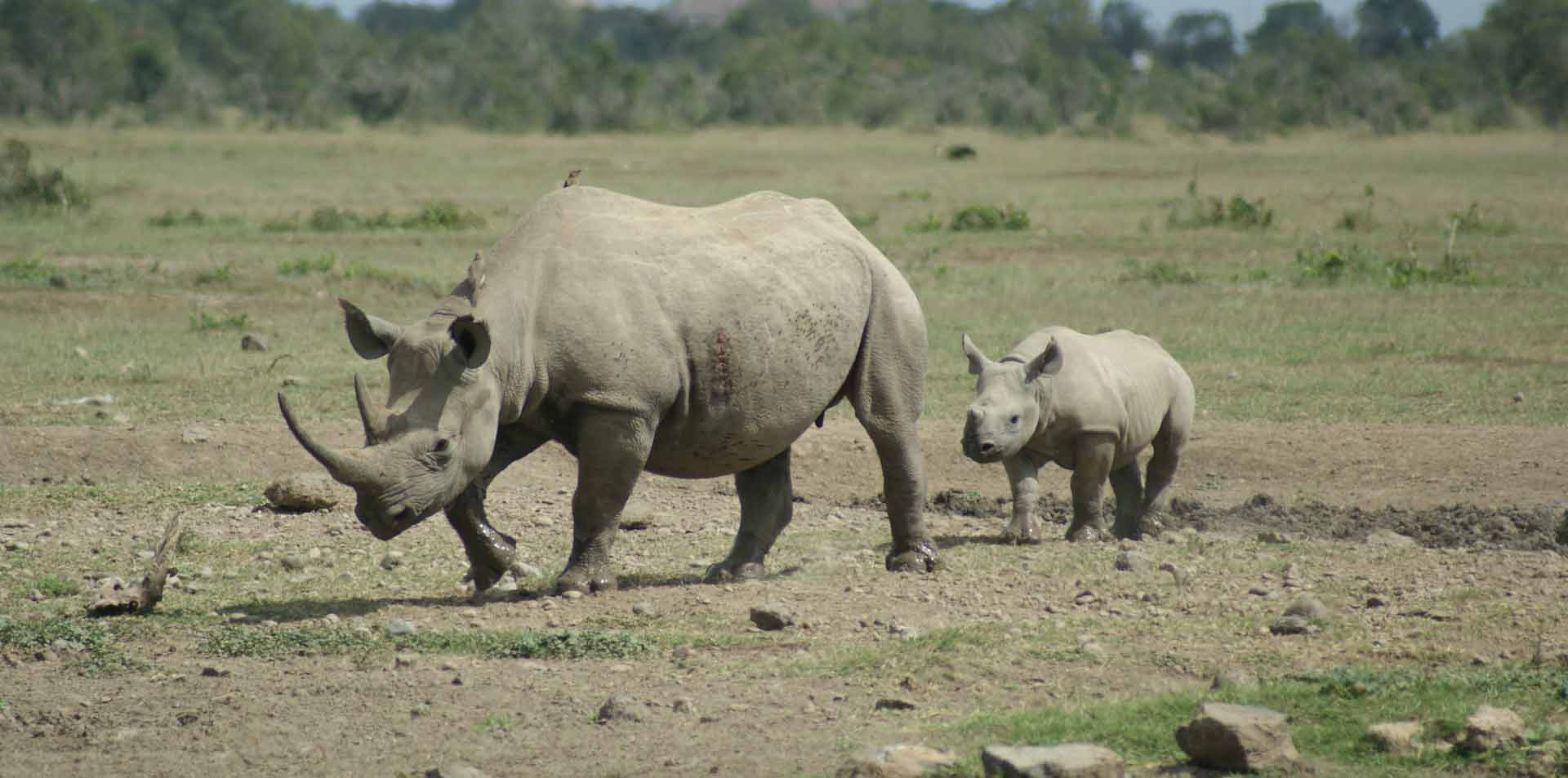 ol-pejeta-wildlife-conservancy-rhino-tours