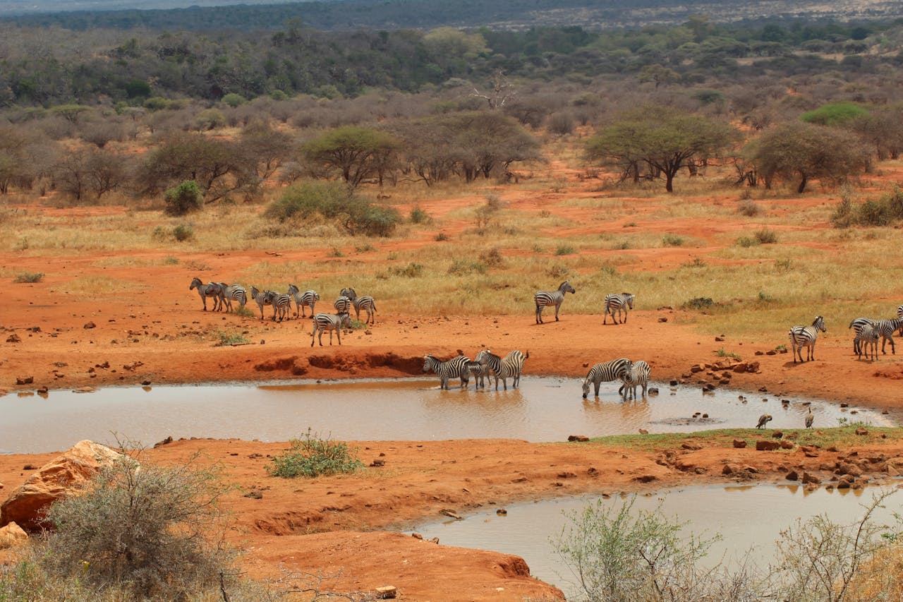 pexels-jameswomble-17192879