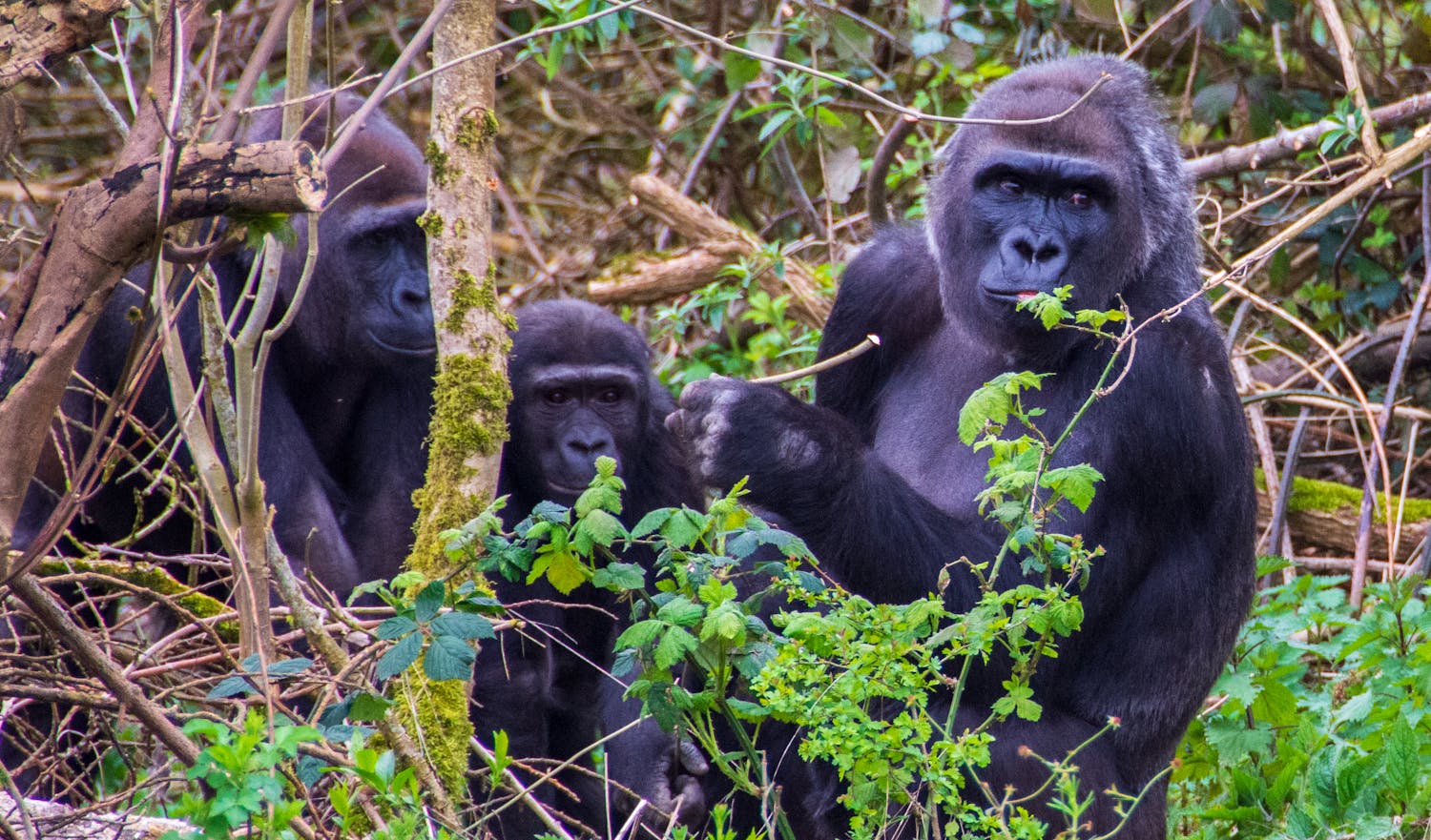 pexels-kerry-atkins-2152586626-36804635