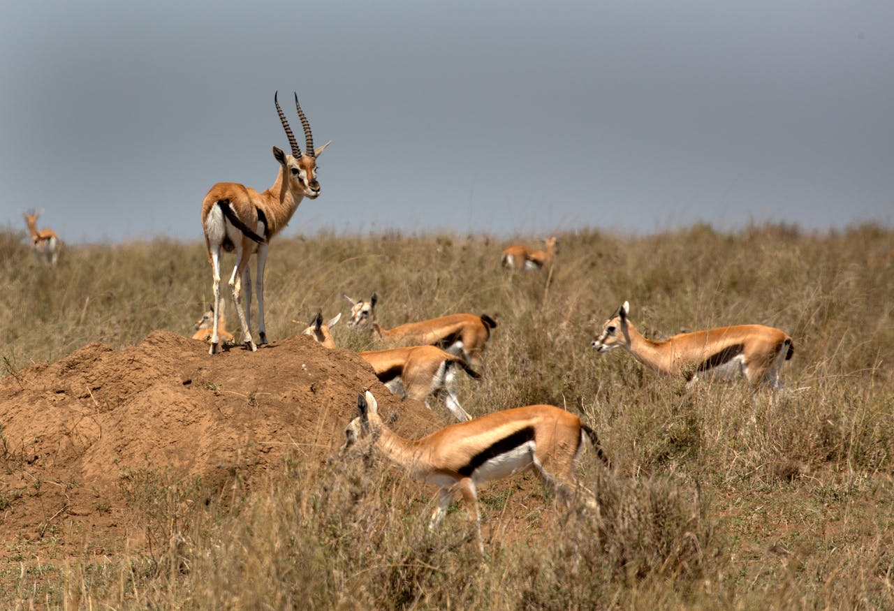 pexels-mikeknibbs-17849795