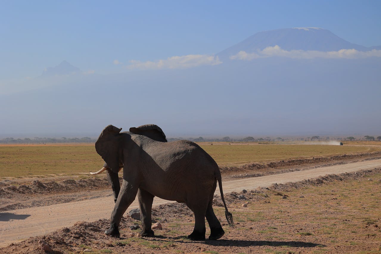 pexels-wladimir-kuhne-670646709-19183044