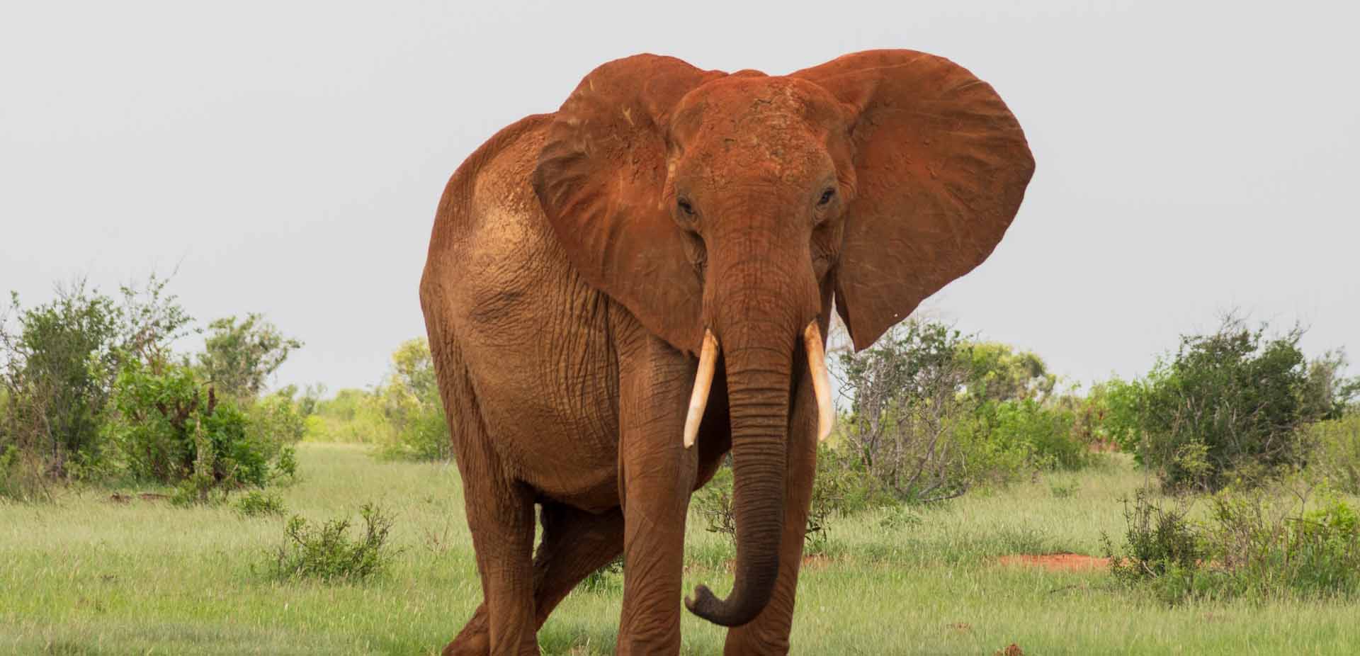 red-elephant-tsavo-east-kenya-tour