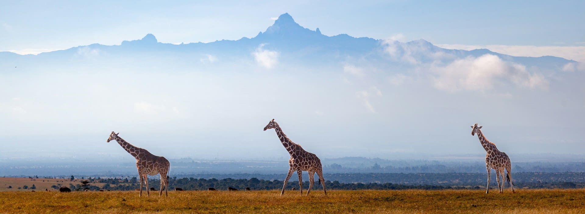 steve-enoch-d1dkuog8Sbs-unsplash-1