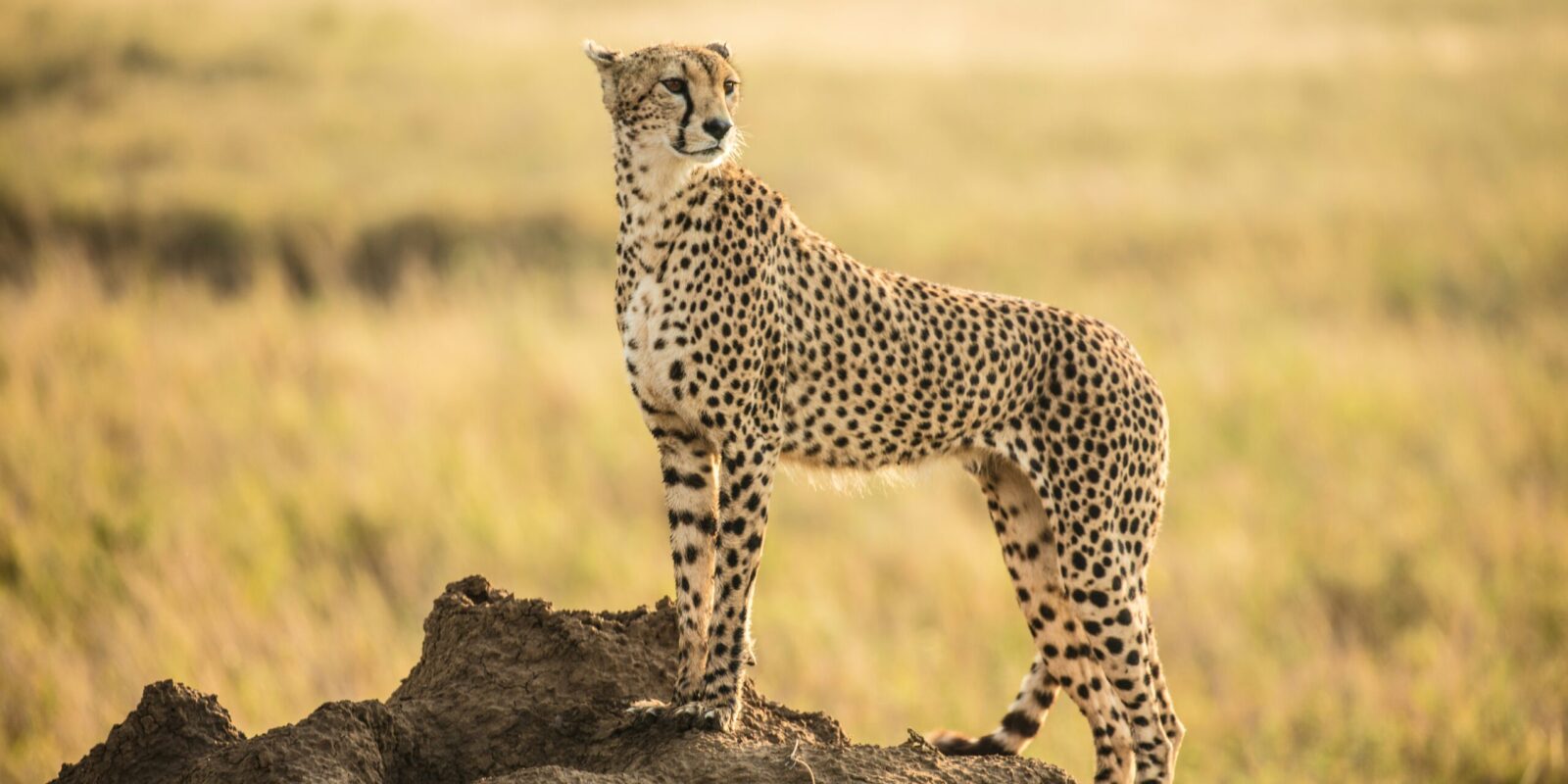 wolf-schram-XFN5Q-iLURc-unsplash