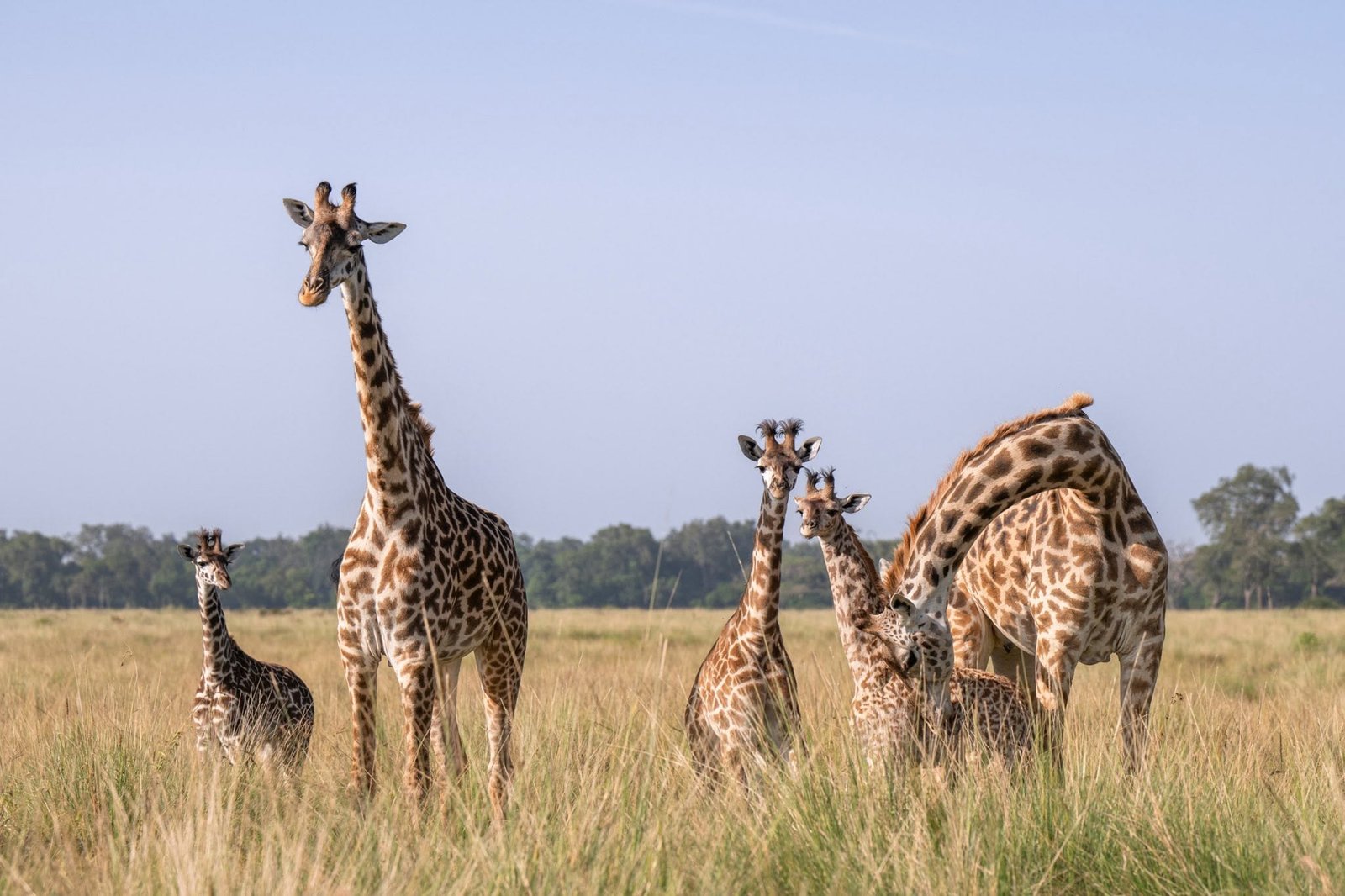 Samburu