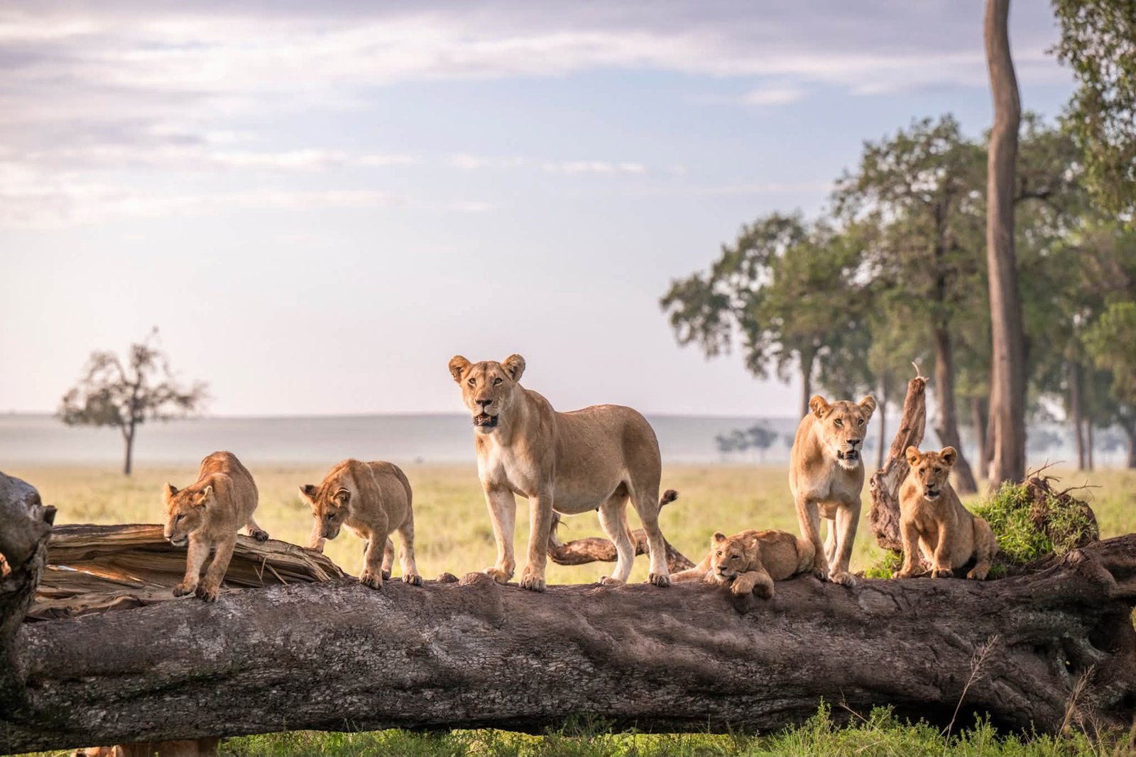 3 Days Masai Mara Safari