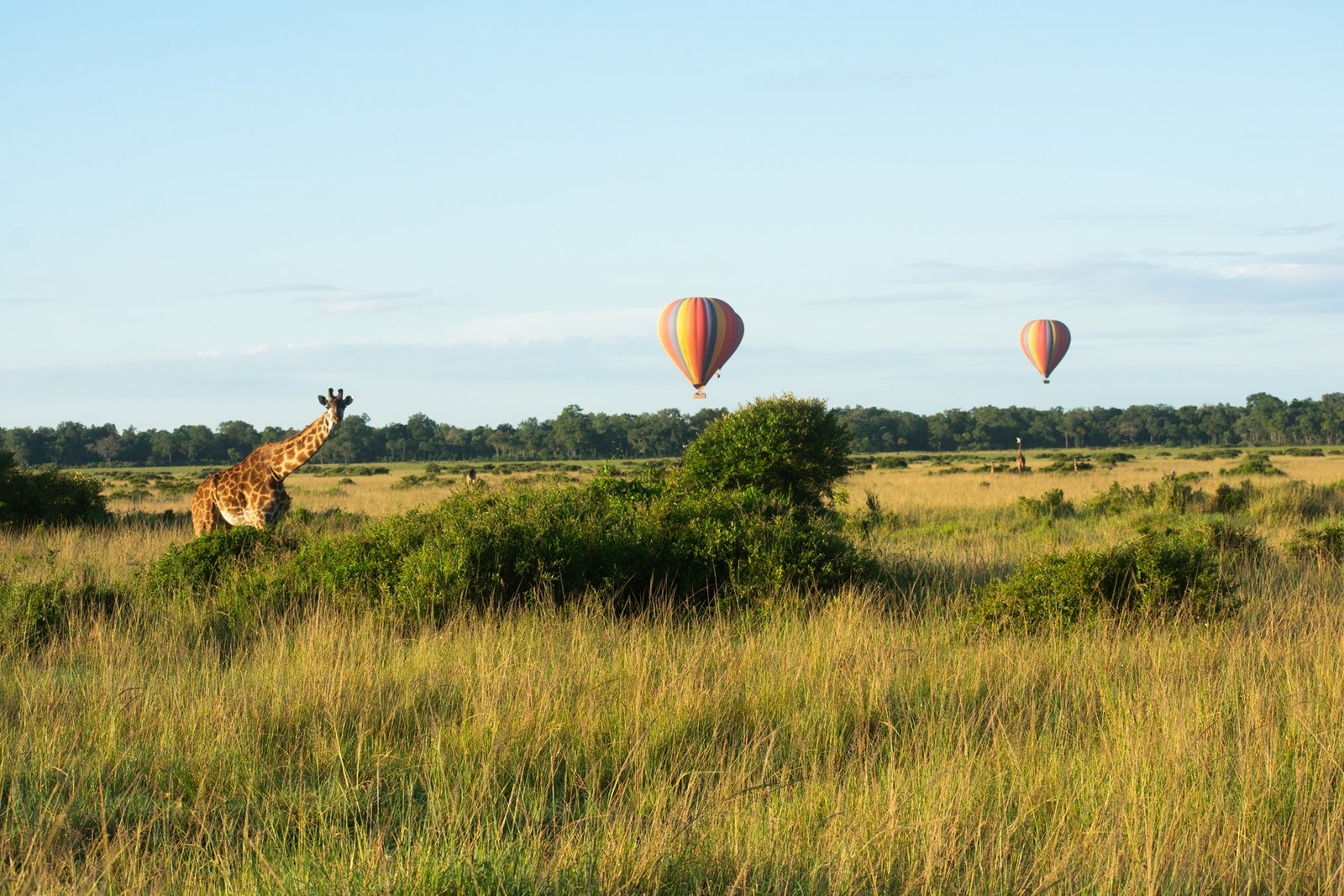 Elephants on the savannah