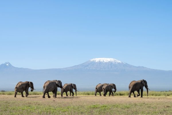 Angama Amboseli elephants (1)