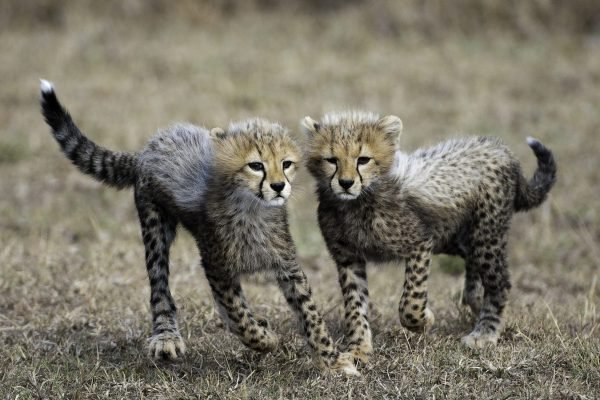 Wildlife of the Masai Mara in Kenya.