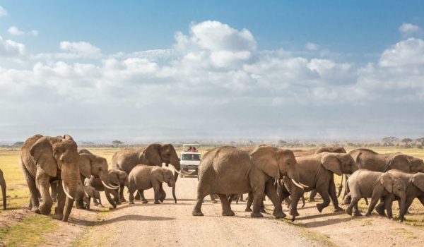 Kenya-Family-safaris-Oltukai-Lodge-Amboseli-National-Park.jpeg