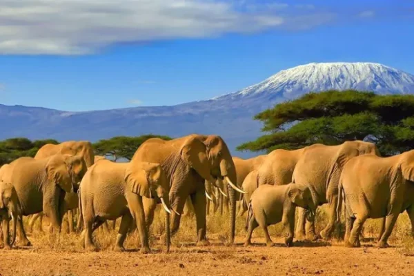 Kenya-photographic-safaris-Amboseli-National-Park-qk1hcojoiyyhoce0blxt5gami7tb0nhspzz18crdsk