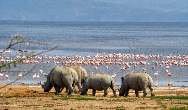 Lake-Nakuru-National-Park-Kenya-best-place-to-see-rhinos-and-flamingos.webp