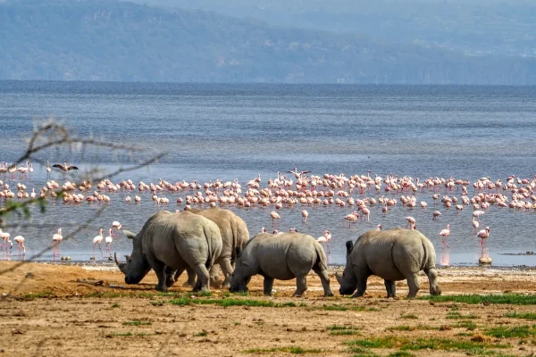 Lake-Nakuru-National-Park-Kenya-best-place-to-see-rhinos-and-flamingos.webp