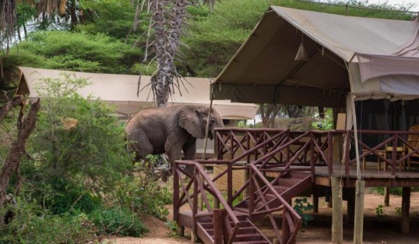 Samburu-Elephant-Bedroom-Camp.jpg