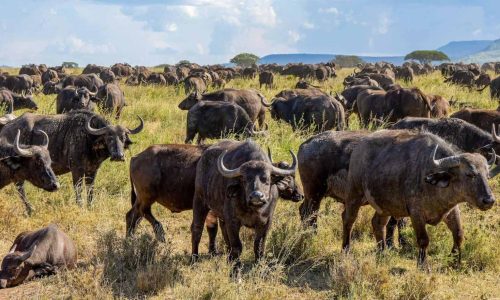 african-buffalo-kenya-masai-mara