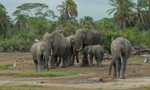 amboseli-elephants-wildlife-tour-murad-swaleh