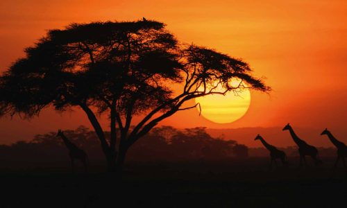 amboseli-sunset-giraffe-silhoutte