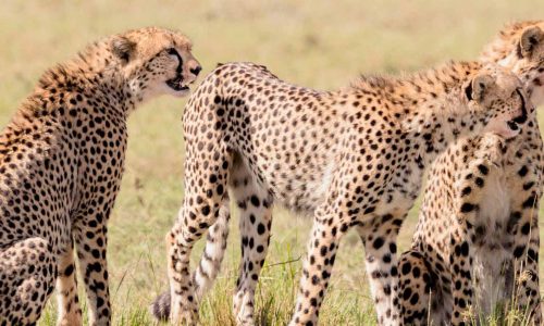 cheetah-brothers-kenya-masai-mara-safari