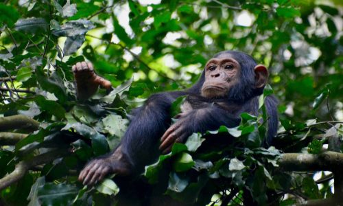 chimpanzee-sanctuary-ol-pejeta