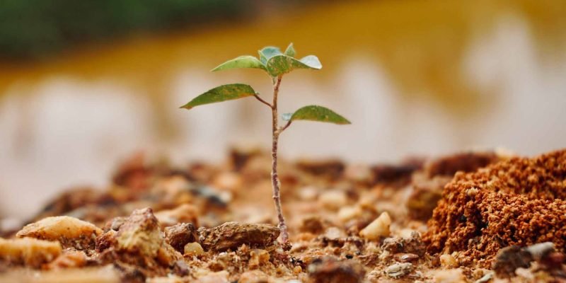 community-service-tree-planting