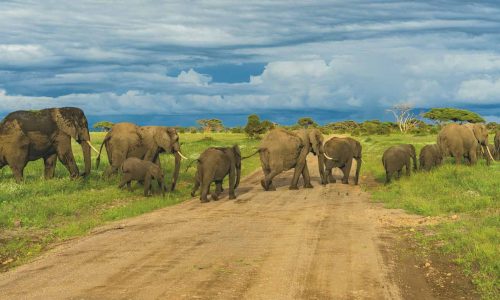 elephant-herd-amboseli-southern-safari