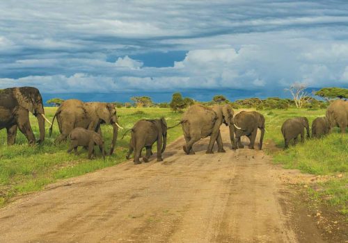 elephant-herd-amboseli-southern-safari