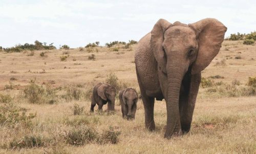elephant-two-kids-amboseli-kenya-tour