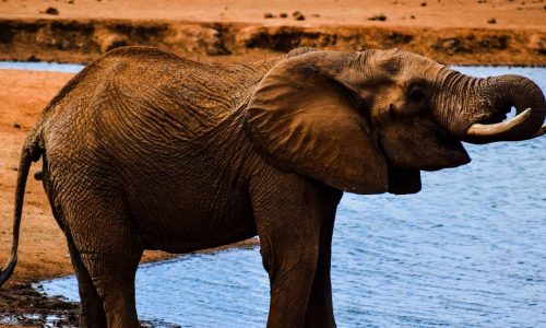 elephant-water-hole-tsavo-safari-kenia