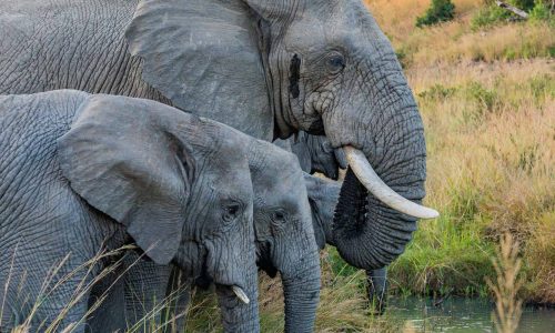 elephants-kenya-safari-magical