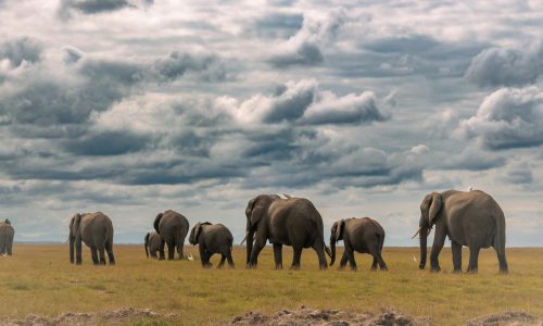 elephants-southern-kenya-safari