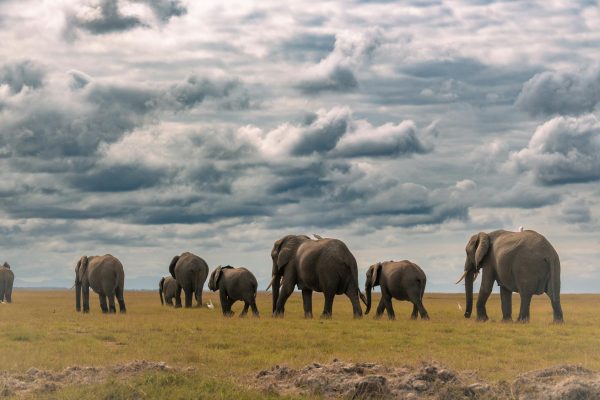 elephants-southern-kenya-safari