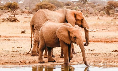 elephants-tsavo-water-hole-african-safari-classic
